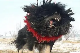 “獒中王者”鬼獒：比国宝大熊猫还稀有的中国最贵藏獒，超凶狠！视频封面