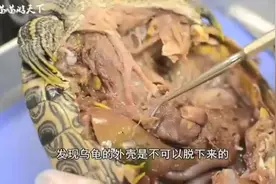 乌龟的内部构造你见过？科学家切开之后被惊到了！视频封面