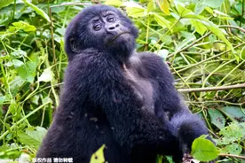 大猩猩对镜头摆pose图片