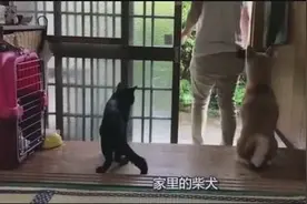 主人下班回家，狗狗兴奋地上蹿下跳，柴犬：我好想你视频封面