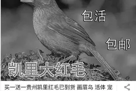 做课题发现有人网上兜售野鸟，高一女生连续写信给淘宝望叫停图片