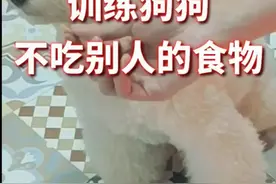 训练狗狗不吃别人手上的食物（方法很简单）很好教的！#萌宠 @抖音小助手视频封面