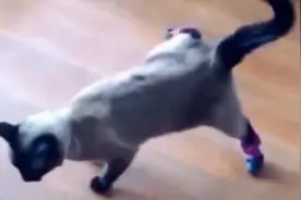 可爱的猫咪 穿上鞋会怎样呢 完全的懵掉了视频封面