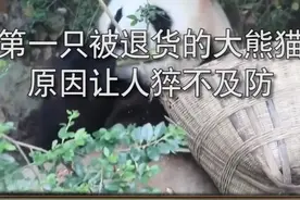 第一只被退货的大熊猫，原因让人猝不及防#敢想敢玩 @抖音小助手视频封面