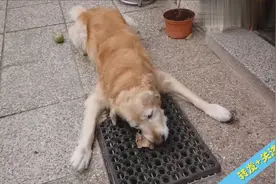 为什么金毛无论吃什么，看上去都好有食欲啊，这吃的太香了吧