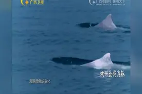 难怪是国家一级保护海豚！中华白海豚能因为年纪增长而变色！视频封面