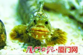 “大师兄”猴面鳚 亮相海底世界图片
