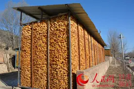 山乡巨变：在神奇的玉米地上脱贫致富奔小康图片