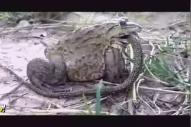 毒蛇对战蛤蟆，竟被蛤蟆活生生的给吞了视频封面