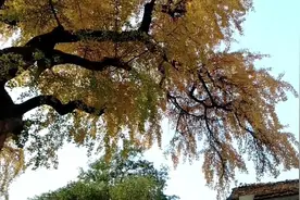 崔颢在黄鹤楼中写的“晴川历历汉阳树”，到底是不是真的存在呢？视频封面