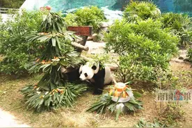 旅柳大熊猫明浜10岁了 日本“迷妹”连续三年捧场图片