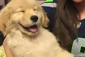 金毛出门帮主人取快递，路上竟偶遇同行，两只汪的表情让人笑喷图片