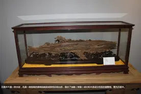 1克沉香价抵百克黄金 天然沉香怎么鉴别？图片
