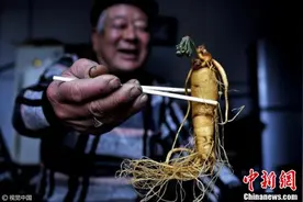 惊呆！人参“喝酒”七年 开出小绿花图片