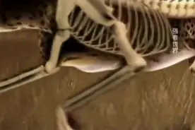 科学3D技术解读：猎豹快速奔跑的秘密视频封面