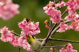 日本冲绳县本部町迎来今年最早的樱花盛开图片