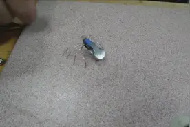 用废旧的电子元件制作的电子蜘蛛视频封面