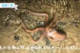 赶海二哥：凌晨在深海岩石旁抓到八爪鱼！有的地方也叫章鱼视频封面