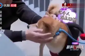 孙红雷：柴犬太像黄渤，披大衣戴墨镜！乐坏了！视频封面