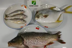 要过年啦！但吃鱼怕鱼刺卡喉？教你一招轻松把鱼刺整条去除……图片
