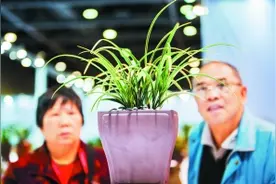 赏兰花 20万元兰花免费观赏图片