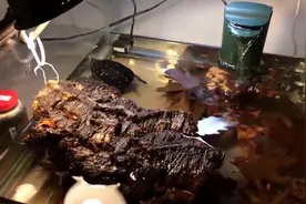 星点水龟浅水饲养，简易环境布置分享「龟谷鳖老」视频封面