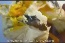 陆地上最大的螃蟹，个头比狗还大，善于爬树，待水里太久会被淹死视频封面