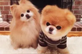 宠物狗狗驯养法则—节拍篇图片