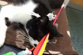 太可恶！猫咪在家门口玩耍，被恶人用弩箭射穿头部，坚强挺过手术图片