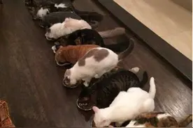 猫咪咖啡厅一放饭就变神秘邪教仪式，列队排好猫咪让人想马上入教图片