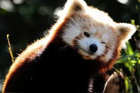 中国土豪养干脆面犯法？看来老外最爱萌宠小浣熊图片