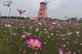 到惠州“爱情岛”谈一场最浪漫的恋爱 ！图片