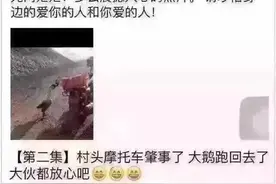 2016网红鹅的故事全集，那你知道还有网红狗的故事吗？图片