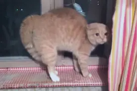 如何吓到一只猫，猫被吓出小便了，真的是尿了视频封面