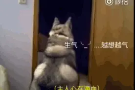 主人抱了隔壁的小狗后，这只哈士奇哀怨的反应就像被打入冷宫图片