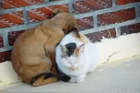 春节临近 哈市小动物保护协会：一月救流浪猫狗20只图片