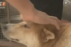 狗妈失去6只狗仔受打击一蹶不振，有人送来三只怪咖它竟好了图片