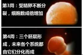生命的史诗，孕儿40周，胎儿在母体的生长过程！图片