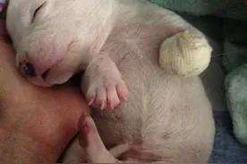 这只身世悲惨的狗狗 在每天都勤于帮它舔毛的猫咪身上找回爱图片
