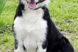 世界三大最贵牧羊犬，忠心护主商人开价百万也不卖图片