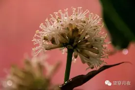 暗香--鲜花盛开芳香扑鼻的巴西木图片