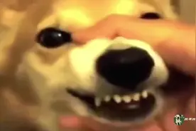 狗狗生气时，千万不要按狗狗的嘴，否则，会笑的让狗狗很尴尬！视频封面