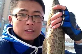冬季晴天依旧冷死人，护城河里路亚到大黑鱼太爽图片