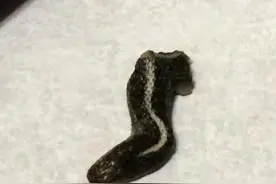 犹他妇人在罐装青豆中发现蛇头图片