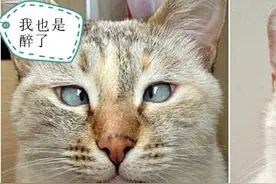 天生没有前腿;斗鸡眼的猫咪惨遭遗弃，最后拥有了全世界的粉丝图片