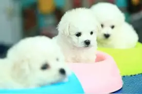 如何让狗妈妈生出健康漂亮的小狗宝宝？图片