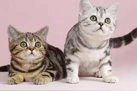 猫咪病愈后应该吃什么 大病初愈怎样补充营养图片