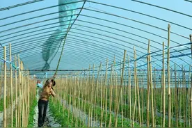 育苗和种植中不可或缺的工具图片