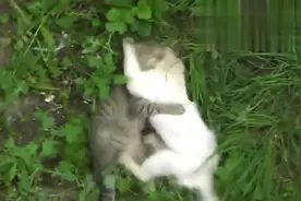 两只猫路边干架，黑猫咬住脖子丝毫不放松，直接用后腿猛踹对手