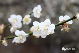女神来了郁南大王山来了个古典美女？图片